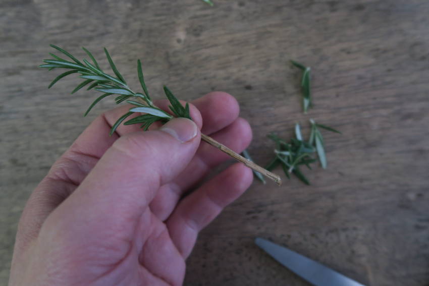 Rosemary Cutting 6